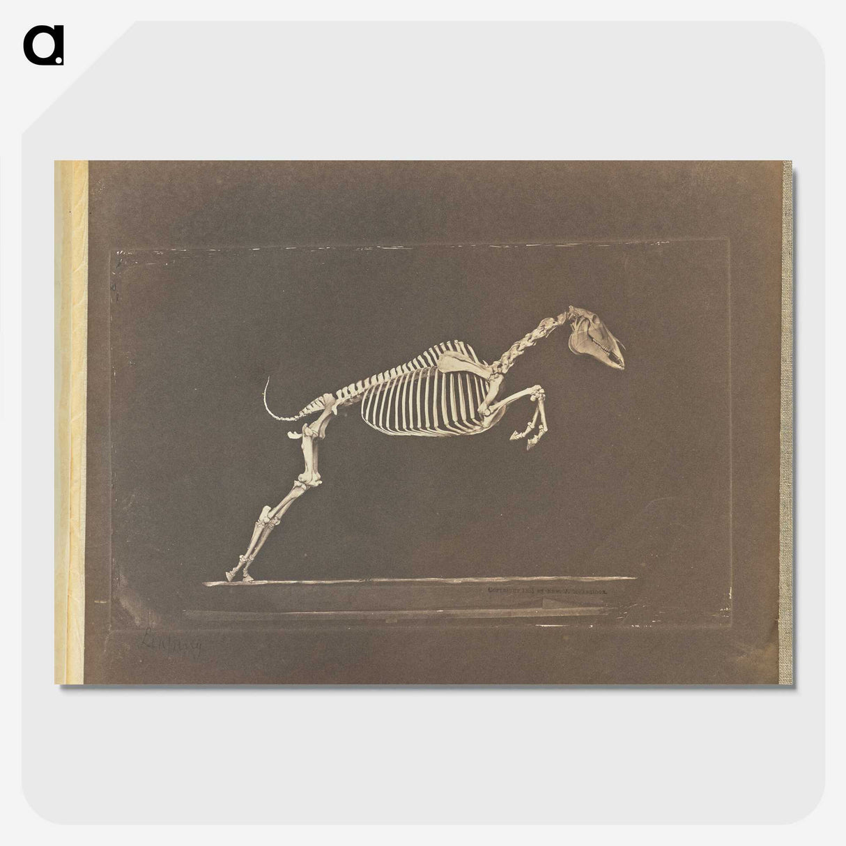 1-50_Eadweard-Muybridge_picture-crop