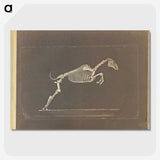 1-50_Eadweard-Muybridge_picture-crop