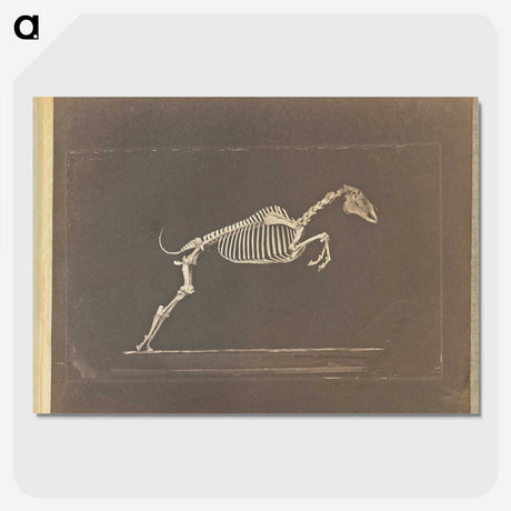 1-50_Eadweard-Muybridge_picture-crop