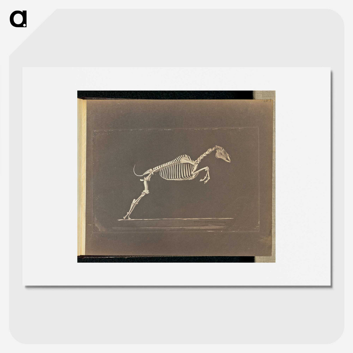 1-50_Eadweard-Muybridge_picture