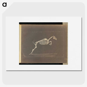 1-50_Eadweard-Muybridge_picture