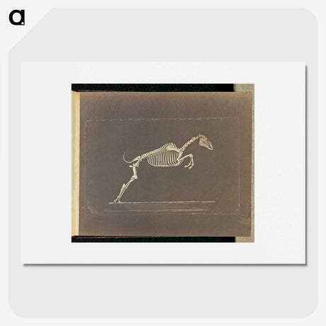 1-50_Eadweard-Muybridge_picture