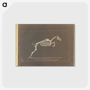 1-50_Eadweard-Muybridge_postcard