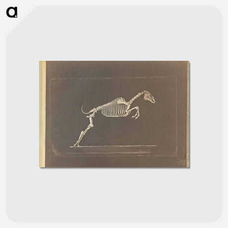 アートポストカード-Leaping
 - エドワード マイブリッジ Postcard.