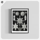 1-50_Ernst-Haeckel_blk-crop