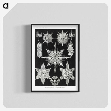 1-50_Ernst-Haeckel_blk-crop
