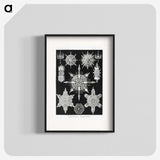 1-50_Ernst-Haeckel_blk