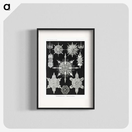 1-50_Ernst-Haeckel_blk