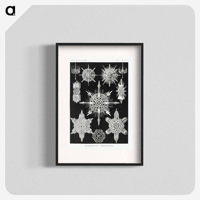 1-50_Ernst-Haeckel_blk