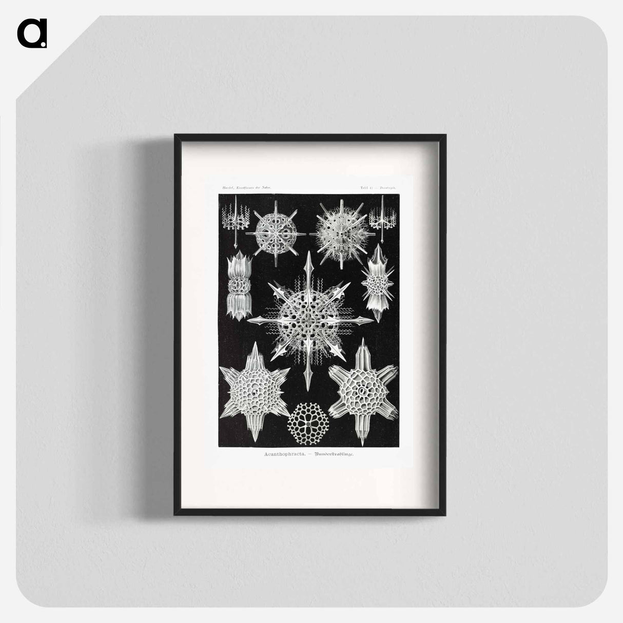 Acanthophracta–Wunderstrahlinge from Kunstformen der Natur - エルンスト ヘッケル Poster.