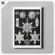 1-50_Ernst-Haeckel_canvas