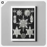 1-50_Ernst-Haeckel_canvas