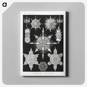 1-50_Ernst-Haeckel_canvas