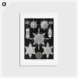 アートポストカード-Acanthophracta–Wunderstrahlinge from Kunstformen der Natur - エルンスト ヘッケル Postcard.