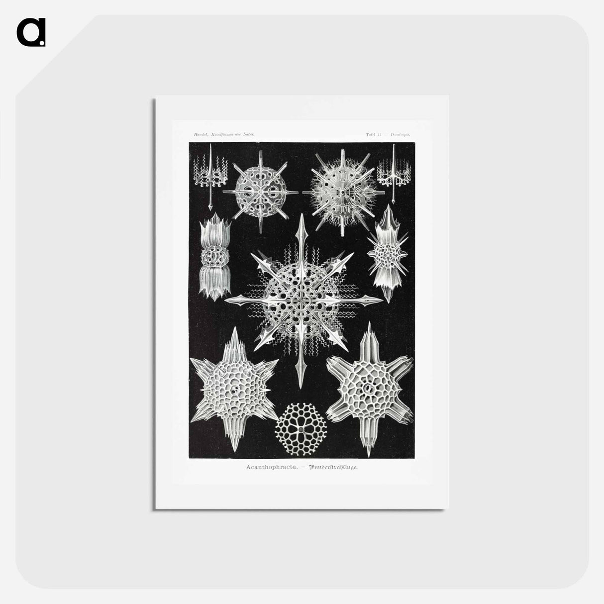 アートポストカード-Acanthophracta–Wunderstrahlinge from Kunstformen der Natur - エルンスト ヘッケル Postcard.