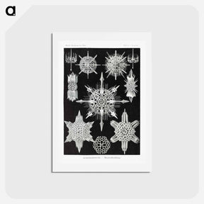 アートポストカード-Acanthophracta–Wunderstrahlinge from Kunstformen der Natur - エルンスト ヘッケル Postcard.