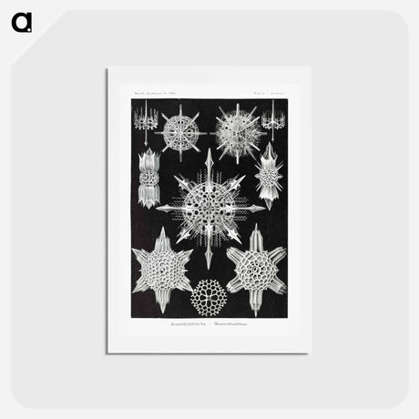 アートポストカード-Acanthophracta–Wunderstrahlinge from Kunstformen der Natur - エルンスト ヘッケル Postcard.