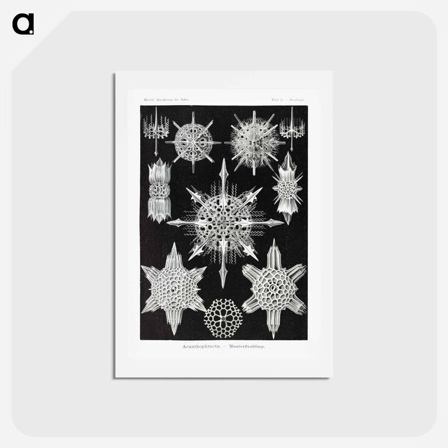 アートポストカード-Acanthophracta–Wunderstrahlinge from Kunstformen der Natur - エルンスト ヘッケル Postcard.