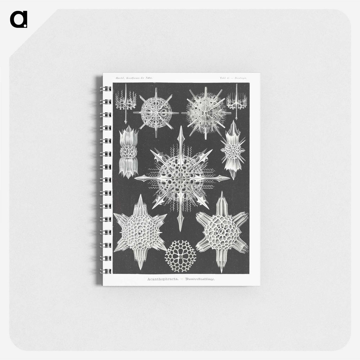 1-50_Ernst-Haeckel_memo