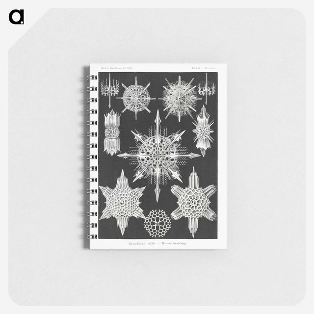 1-50_Ernst-Haeckel_memo