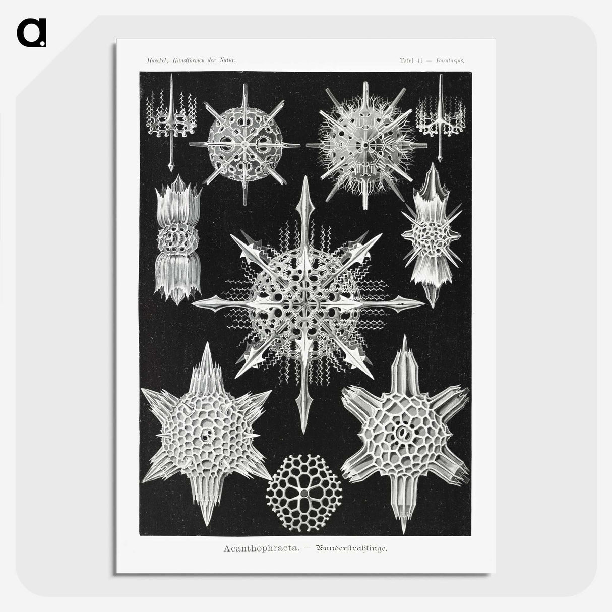 1-50_Ernst-Haeckel_picture-crop