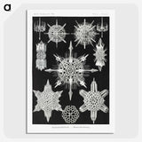 1-50_Ernst-Haeckel_picture-crop
