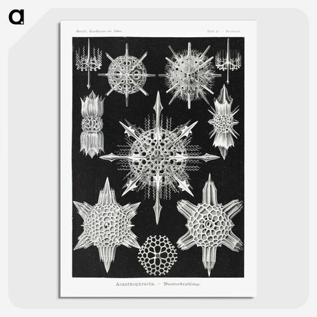 1-50_Ernst-Haeckel_picture-crop