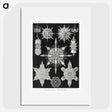 1-50_Ernst-Haeckel_picture