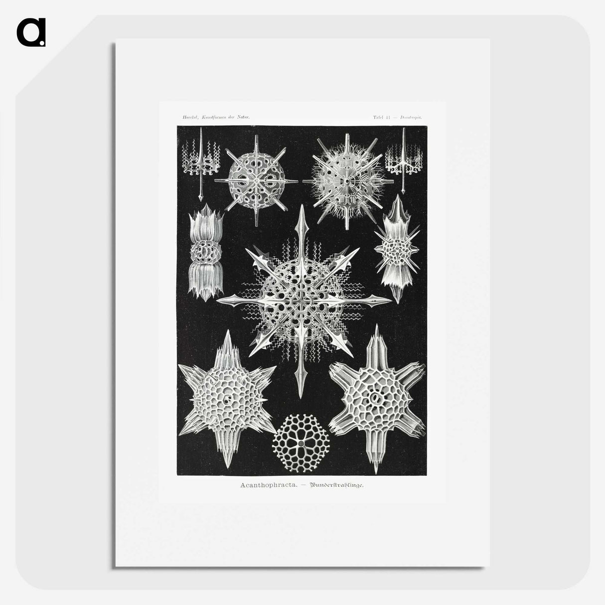 1-50_Ernst-Haeckel_picture
