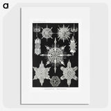 1-50_Ernst-Haeckel_picture