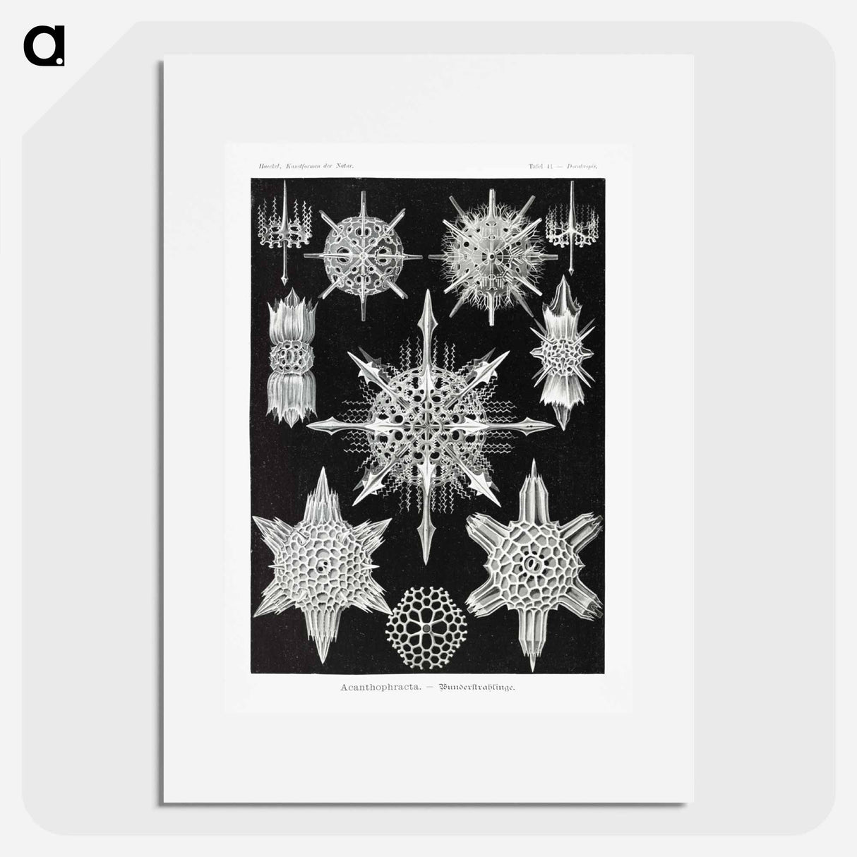 Acanthophracta–Wunderstrahlinge from Kunstformen der Natur - エルンスト ヘッケル Poster.