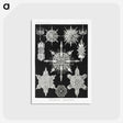 1-50_Ernst-Haeckel_postcard