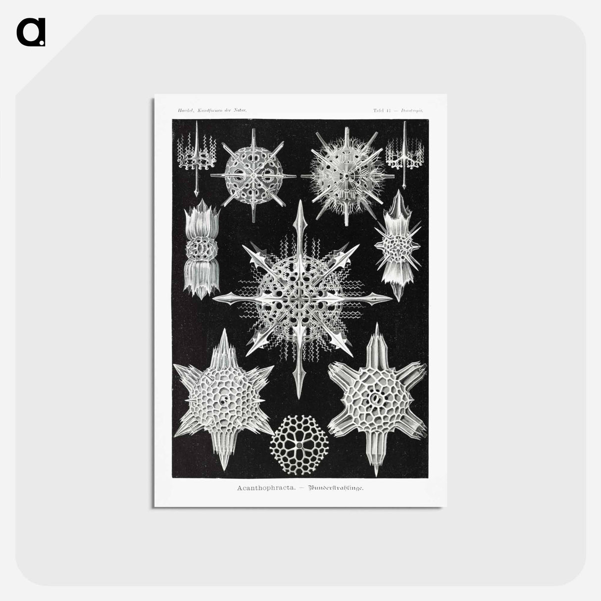 アートポストカード-Acanthophracta–Wunderstrahlinge from Kunstformen der Natur - エルンスト ヘッケル Postcard.