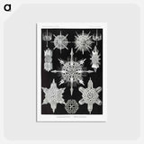 アートポストカード-Acanthophracta–Wunderstrahlinge from Kunstformen der Natur - エルンスト ヘッケル Postcard.
