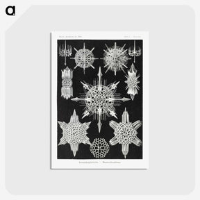 1-50_Ernst-Haeckel_postcard