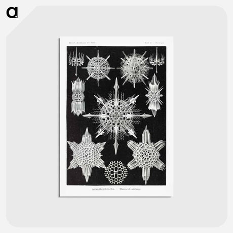 アートポストカード-Acanthophracta–Wunderstrahlinge from Kunstformen der Natur - エルンスト ヘッケル Postcard.