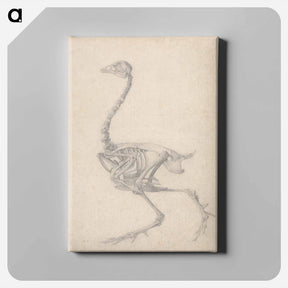 アートパネル-Fowl Skeleton, Lateral View
 - ジョージ スタッブス Canvas.