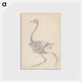 アートポストカード-Fowl Skeleton, Lateral View
 - ジョージ スタッブス Postcard.