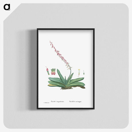1-50_Histoire-des-Plantes-Grasses_blk-crop