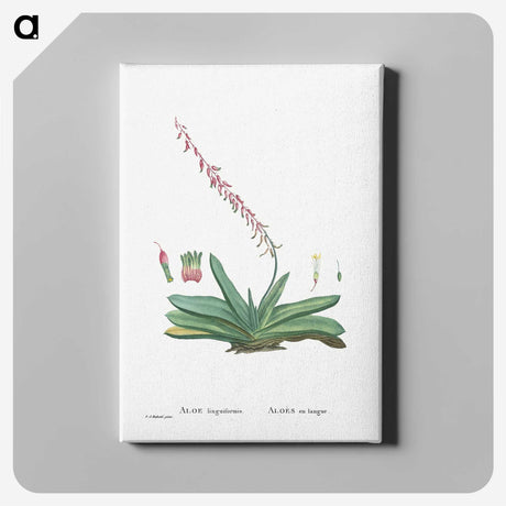 1-50_Histoire-des-Plantes-Grasses_canvas