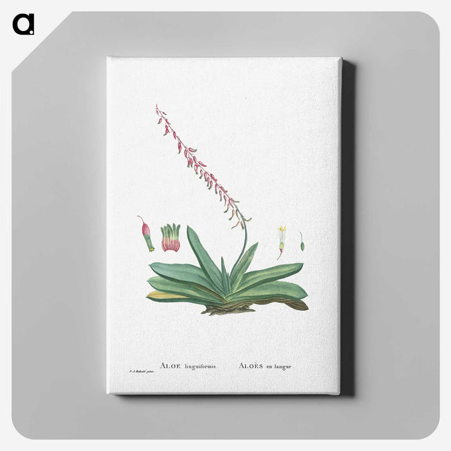 1-50_Histoire-des-Plantes-Grasses_canvas