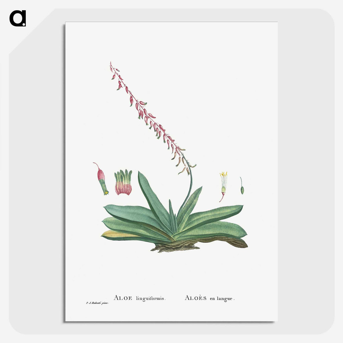 1-50_Histoire-des-Plantes-Grasses_picture-crop