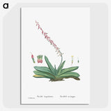 1-50_Histoire-des-Plantes-Grasses_picture-crop