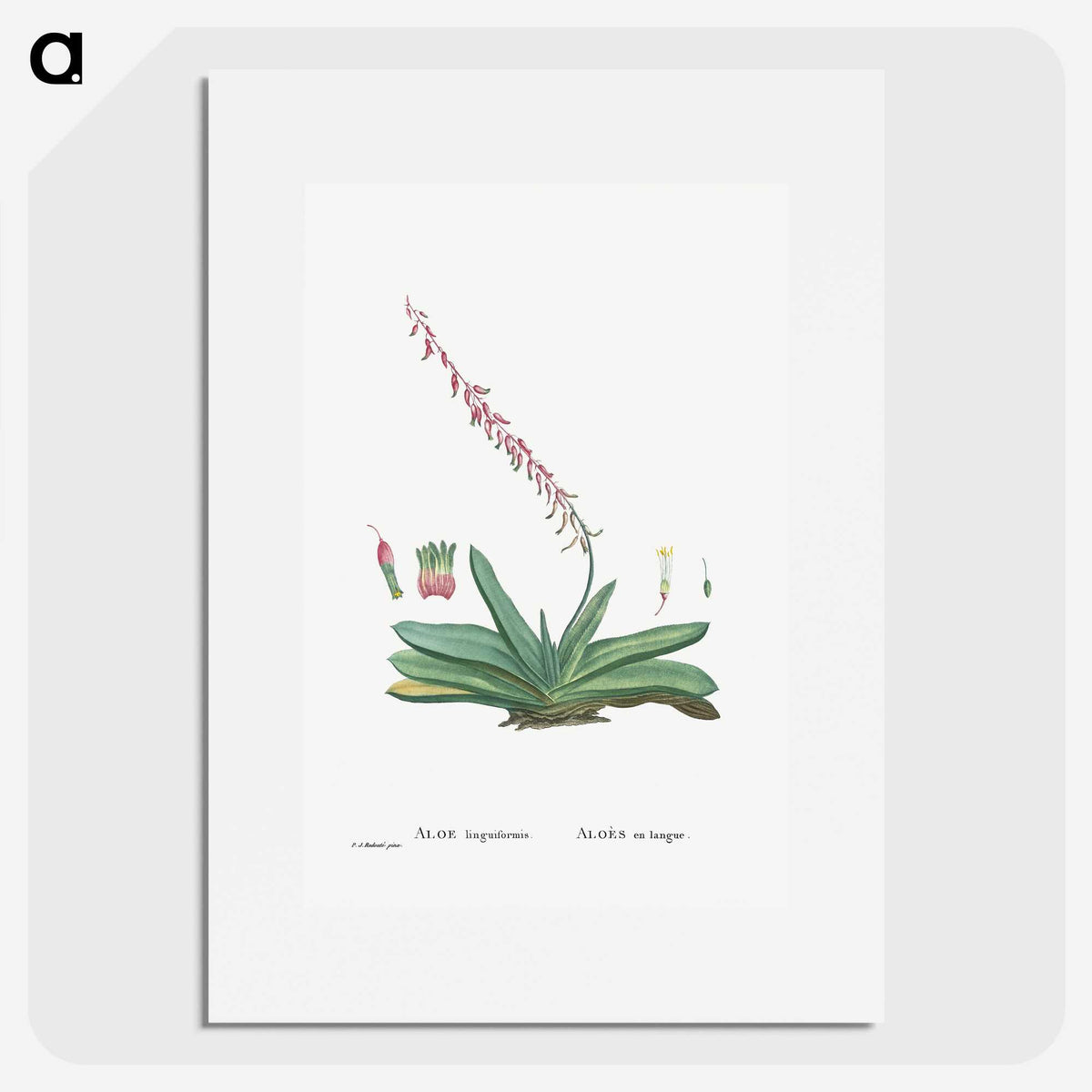 1-50_Histoire-des-Plantes-Grasses_picture