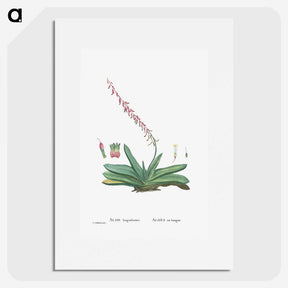 1-50_Histoire-des-Plantes-Grasses_picture