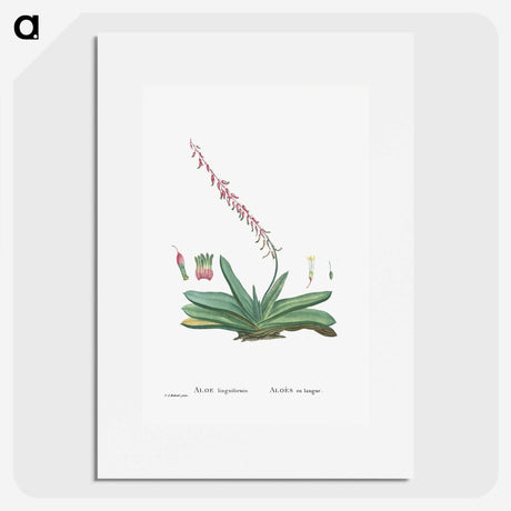 1-50_Histoire-des-Plantes-Grasses_picture
