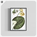 1-50_Hortus-Romanus-Botanical-Plates_blk-crop