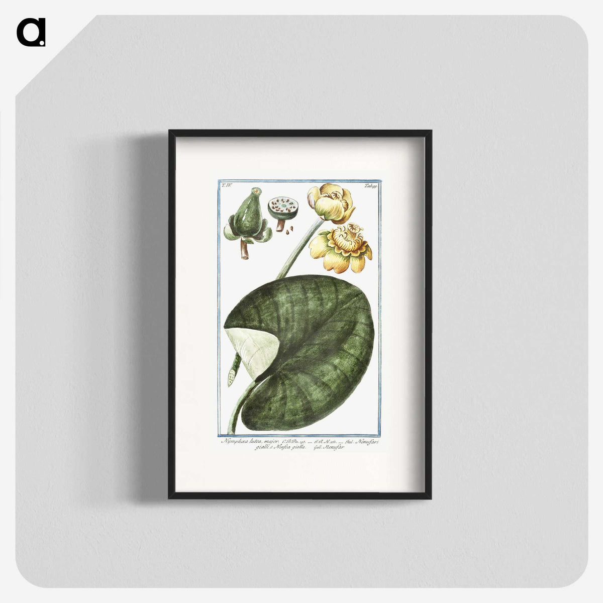 1-50_Hortus-Romanus-Botanical-Plates_blk