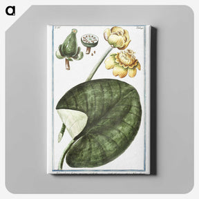1-50_Hortus-Romanus-Botanical-Plates_canvas
