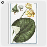 1-50_Hortus-Romanus-Botanical-Plates_picture-crop